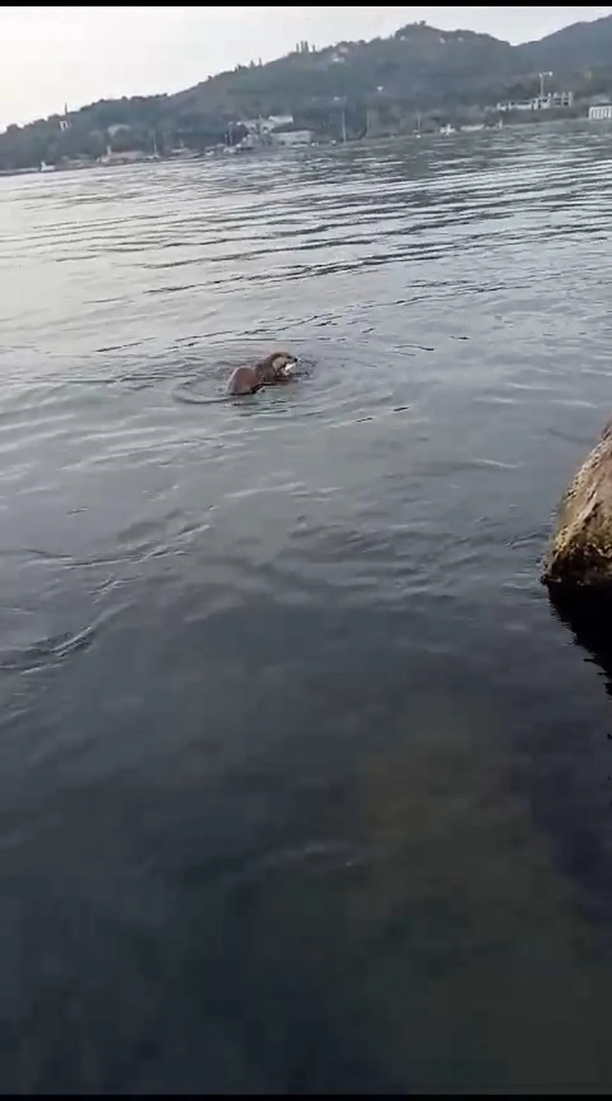 Su Samuru, Balıkçının Oltasına Takılan Balığı Alıp Kaçtı